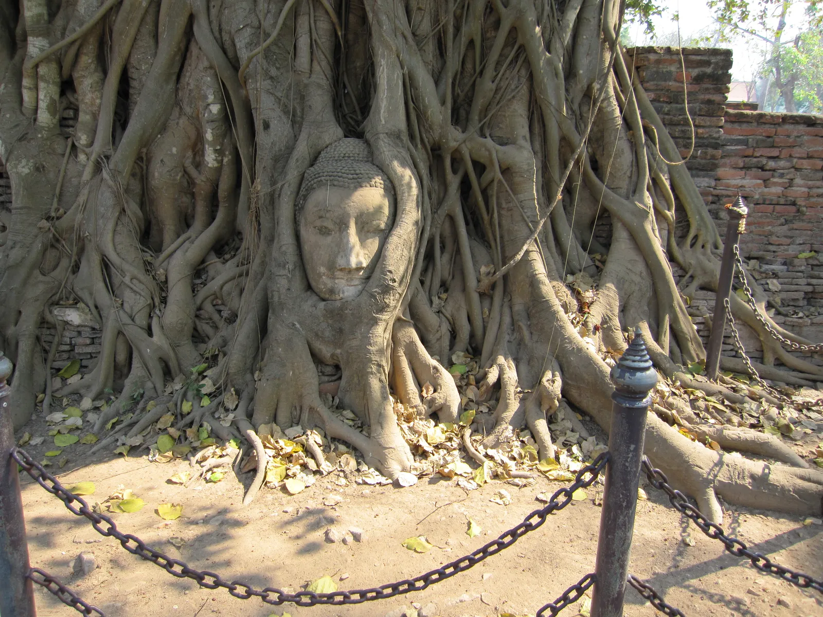 Buddha head entwined in tree roots at Wat Mahathat in Ayutthaya